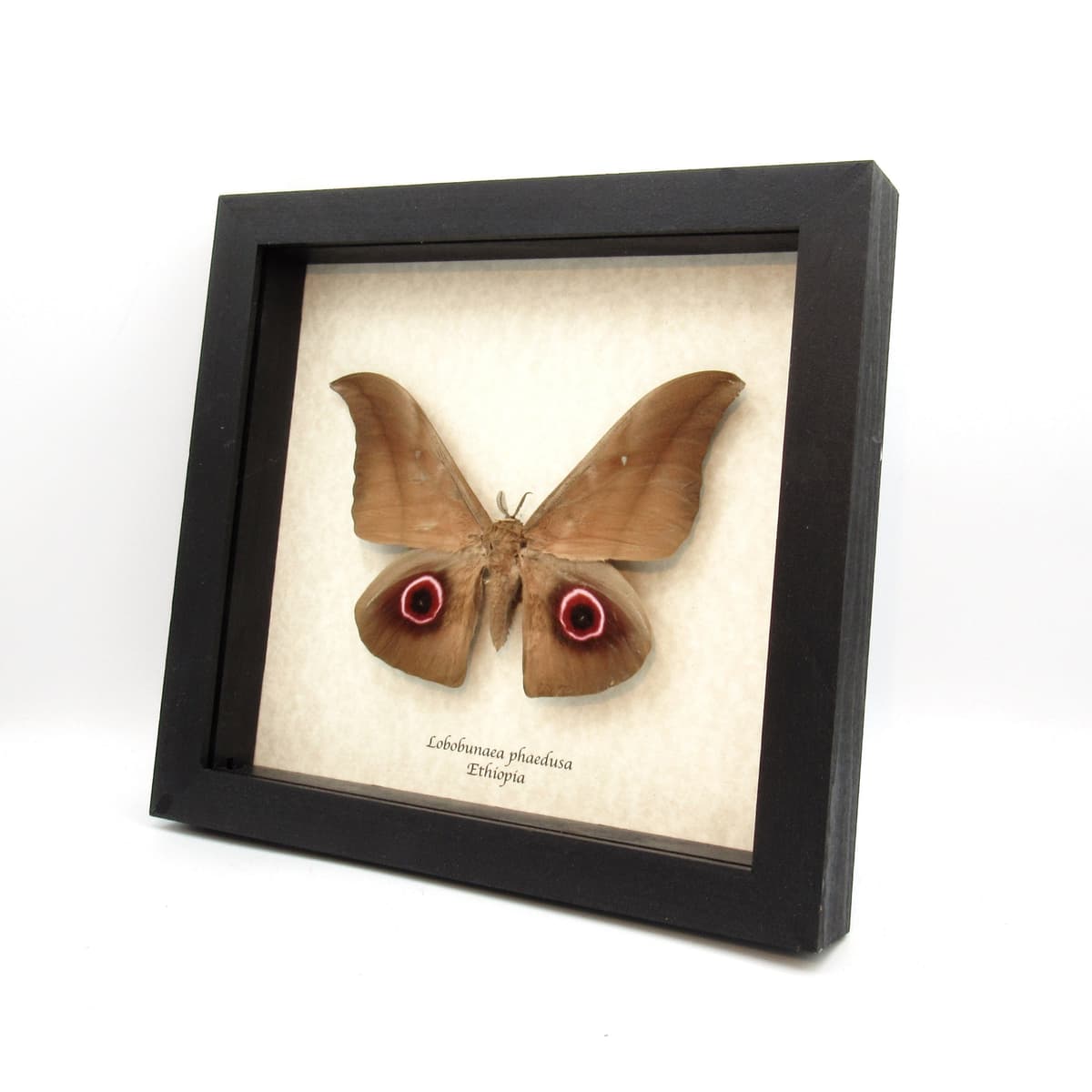Real Giant Saturn moth framed taxidermy - Lobobunaea phaedusa