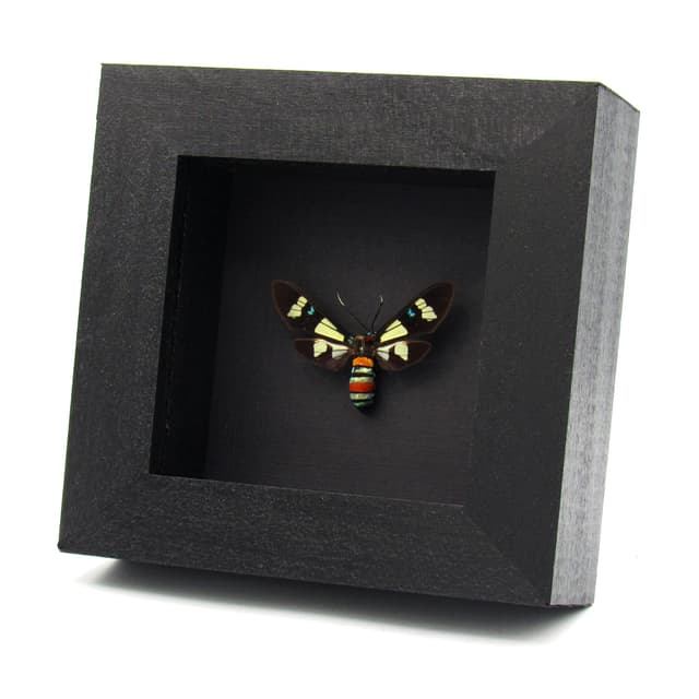 Rare metallic Arctiid Moth framed taxidermy - Euchromia foletii