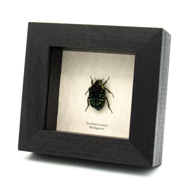 Real African Blue Scarab beetle framed taxidermy - Euchroea urania