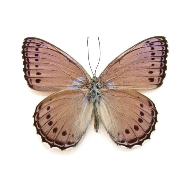 Real lavender butterfly framed taxidermy - Sallya pechuelli