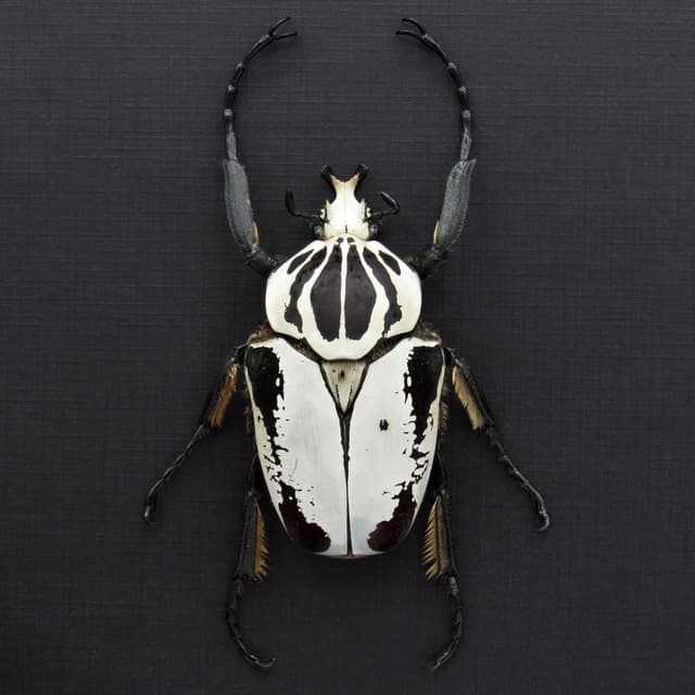 Rare Hybrid Goliath beetle framed specimen - Goliathus regius x Goliathus goliatus - pristine