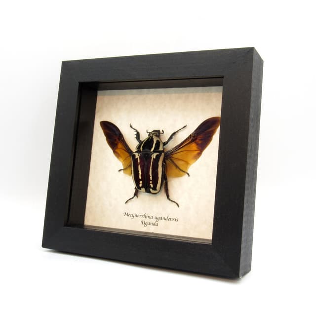 Rare deep purple Scarab beetle framed taxidermy - Mecynorrhina ugandensis - large female