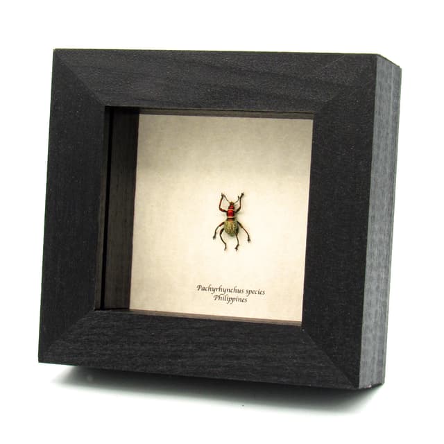 Real metallic red weevil beetle framed specimen - Pachyrhynchus species