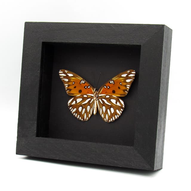 Real metallic silver Gulf Fritillary butterfly framed taxidermy - Agraulis vanillae - large female - 2