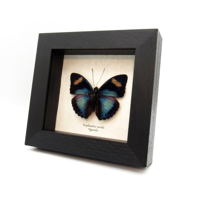 Real Ravola Ceres Forester butterfly framed taxidermy - Euphaedra ravola