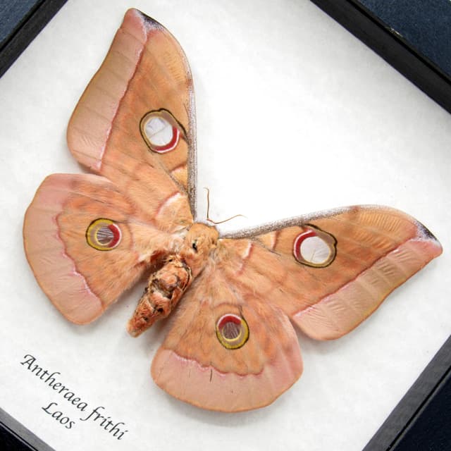 Real Giant Saturn moth framed taxidermy - Antheraea frithi - large female - minor damage