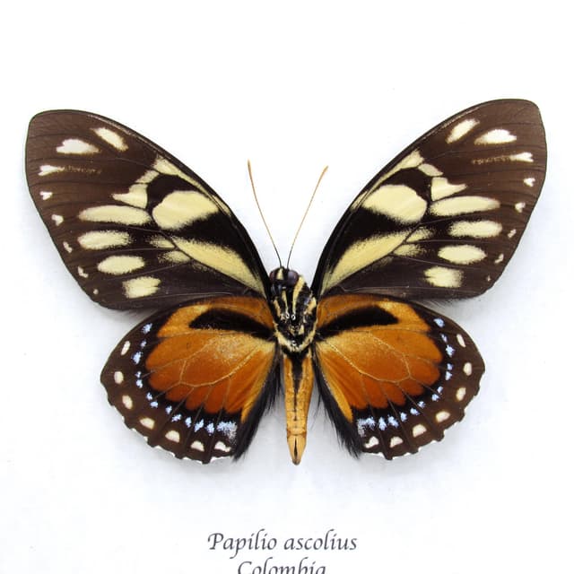 Rare orange Ascolius butterfly framed taxidermy - Papilio ascolius