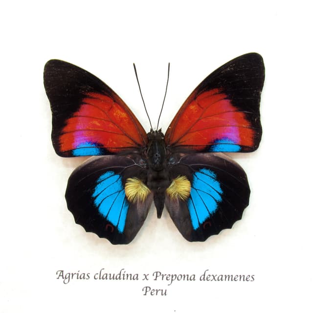 Stunning rare Hybrid butterfly framed taxidermy - Agrias claudina x Prepona dexamenes