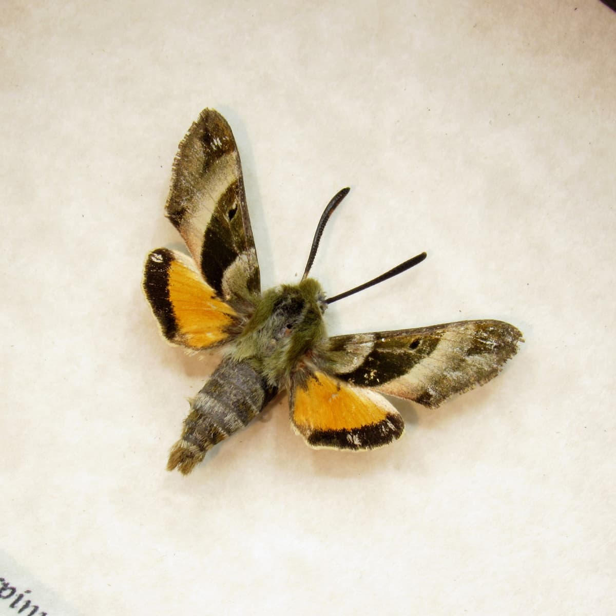 Real tiny sphinx moth framed taxidermy - Proserpinus clarkiae