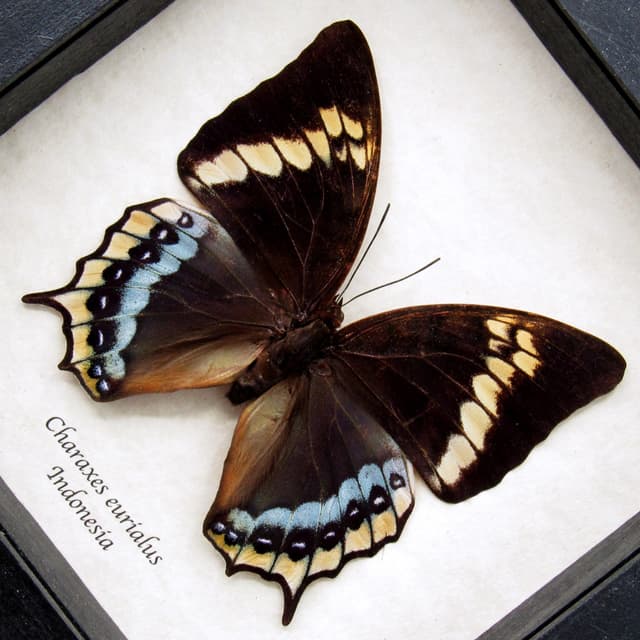 Rare framed butterfly specimen - Charaxes eurialus - XL female