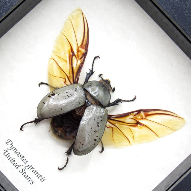 Real Western Hercules beetle framed taxidermy - Dynastes grantii - large female