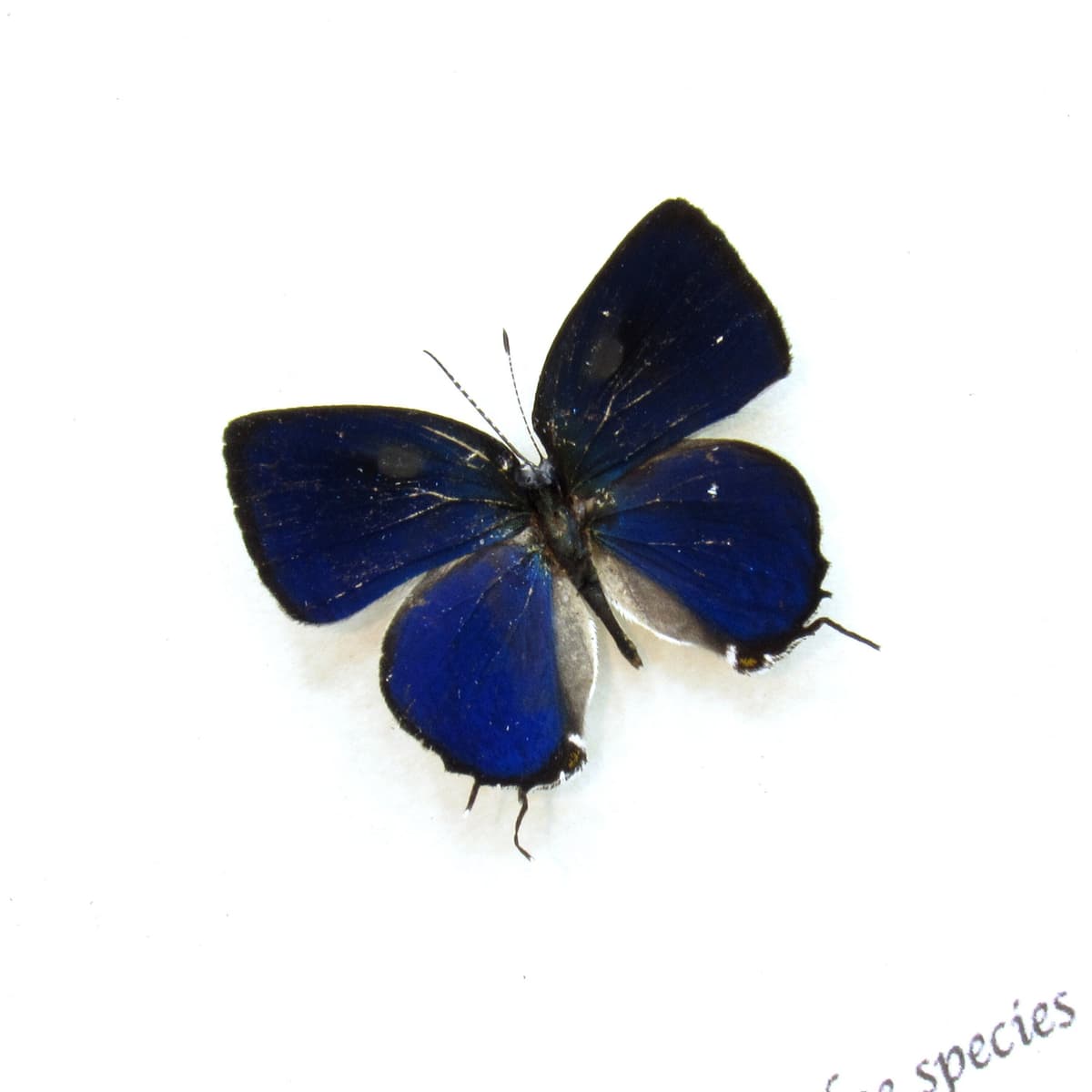 Tiny metallic blue butterfly framed taxidermy - Lycaenidae species