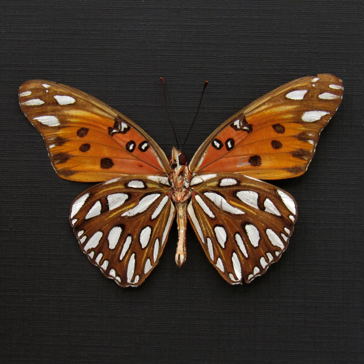 Real metallic silver Gulf Fritillary butterfly framed taxidermy - Agraulis vanillae