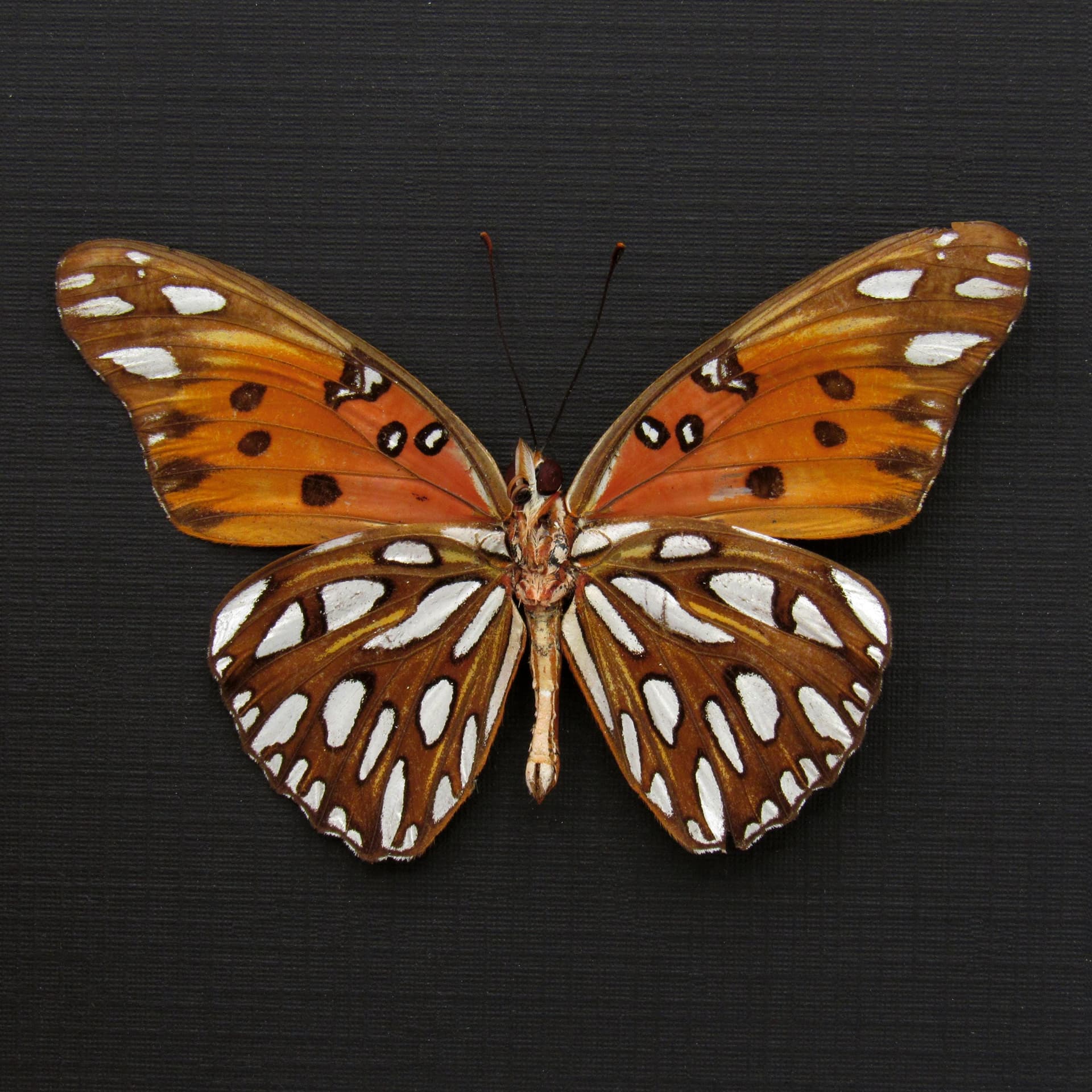 Real metallic silver Gulf Fritillary butterfly framed taxidermy - Agraulis vanillae