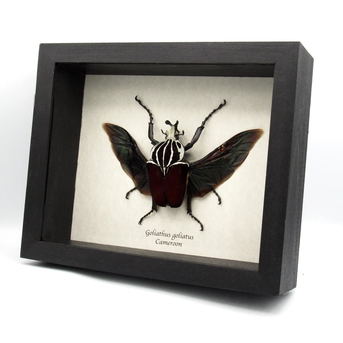 Real XL Flower Beetle framed taxidermy - Goliathus goliatus