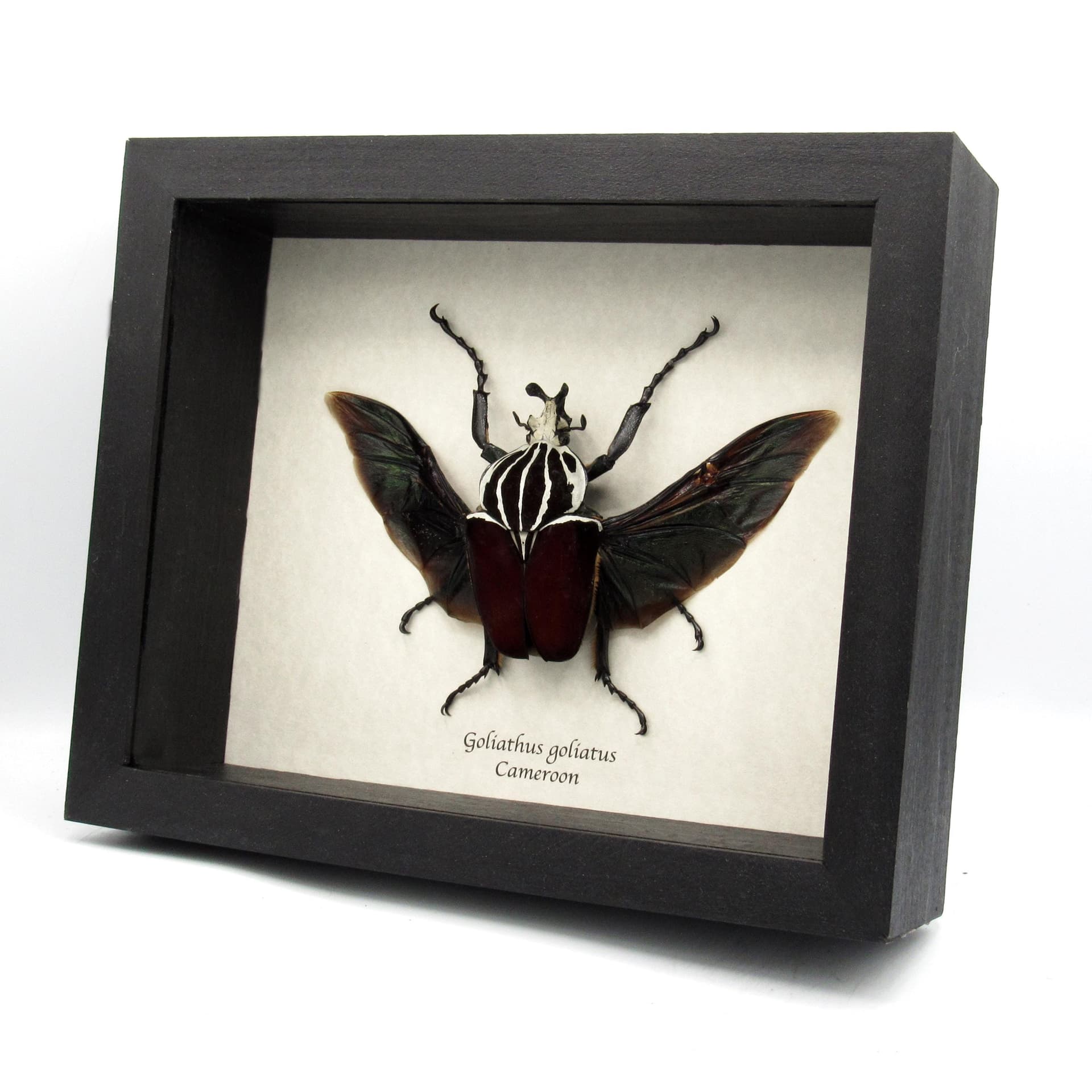 Real XL Flower Beetle framed taxidermy - Goliathus goliatus