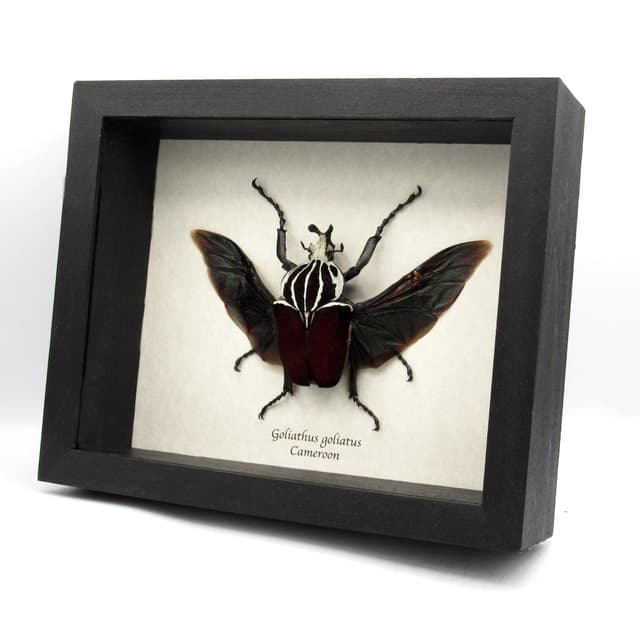 Real XL Flower Beetle framed taxidermy - Goliathus goliatus