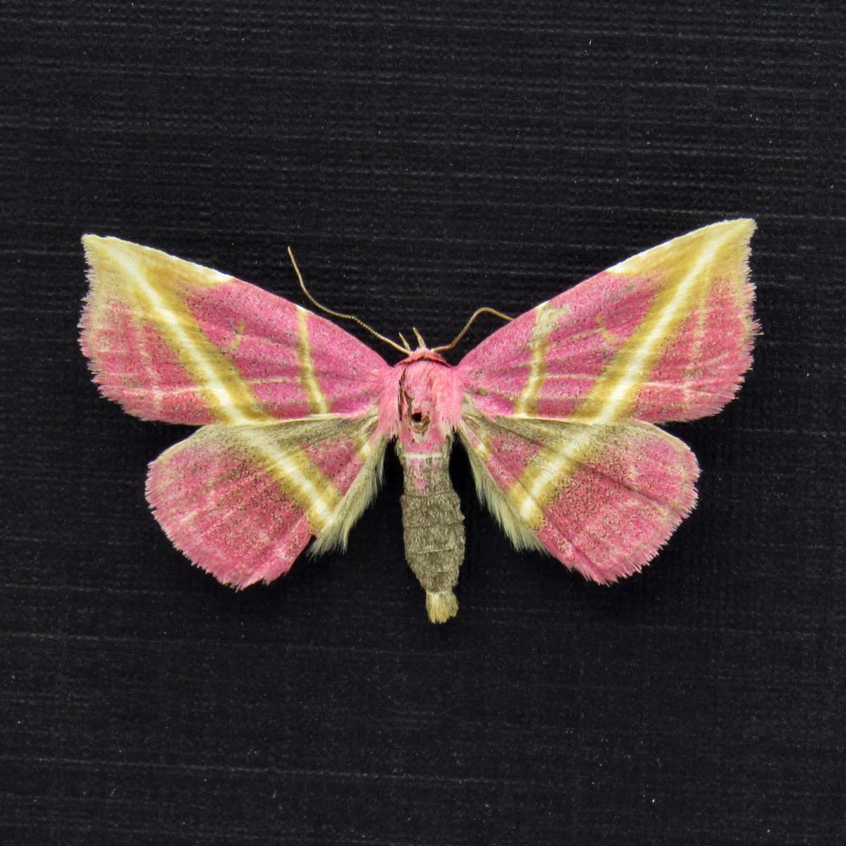 Rare pink Erebid moth framed specimen - Naganoella triandra