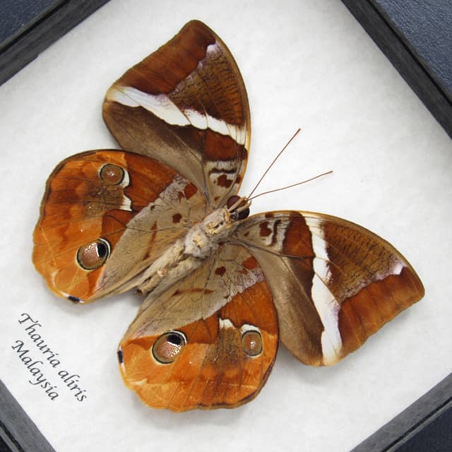 Real butterfly framed taxidermy - Thauria aliris