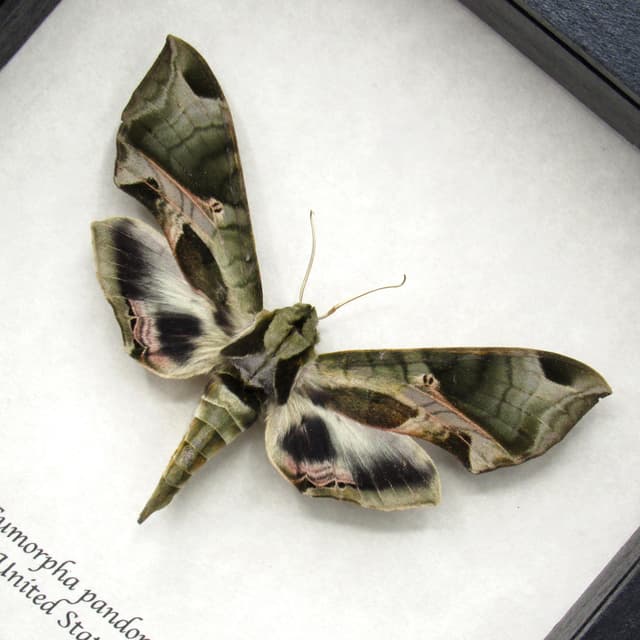 Real Pandora Sphinx moth framed taxidermy - Eumorpha pandorus - XL female