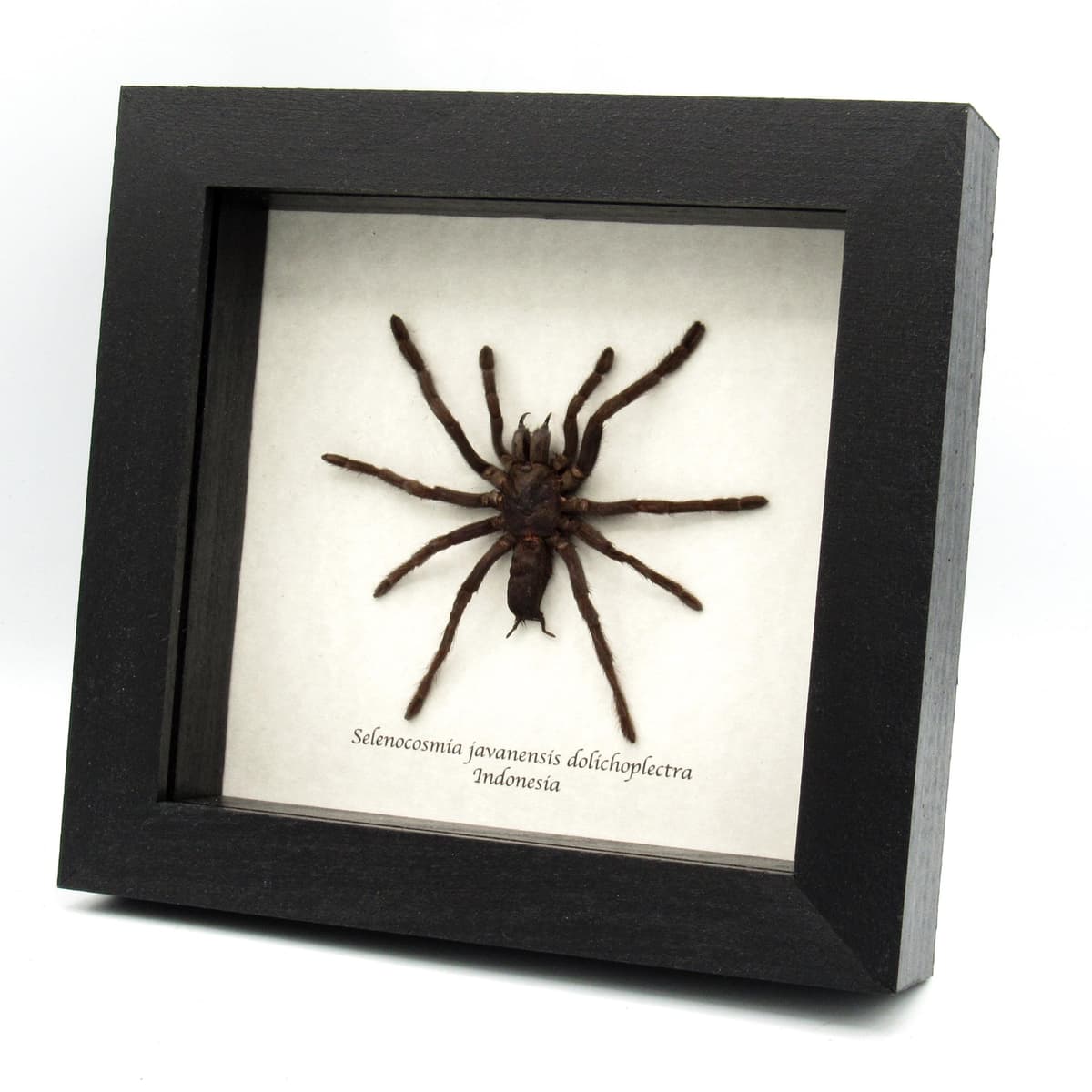 Real Java Yellow Kneed Tarantula spider framed taxidermy - Selenocosmia javanensis dolichoplectra