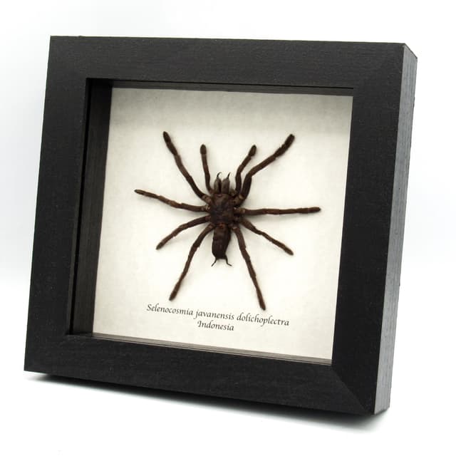 Real Java Yellow Kneed Tarantula spider framed taxidermy - Selenocosmia javanensis dolichoplectra