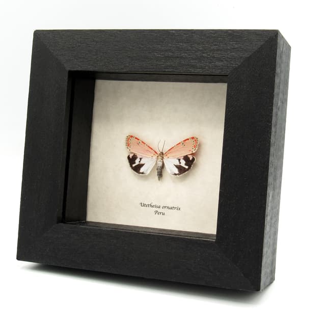 Real pink Bella Rattlebox moth framed taxidermy - Utetheisa ornatrix - female
