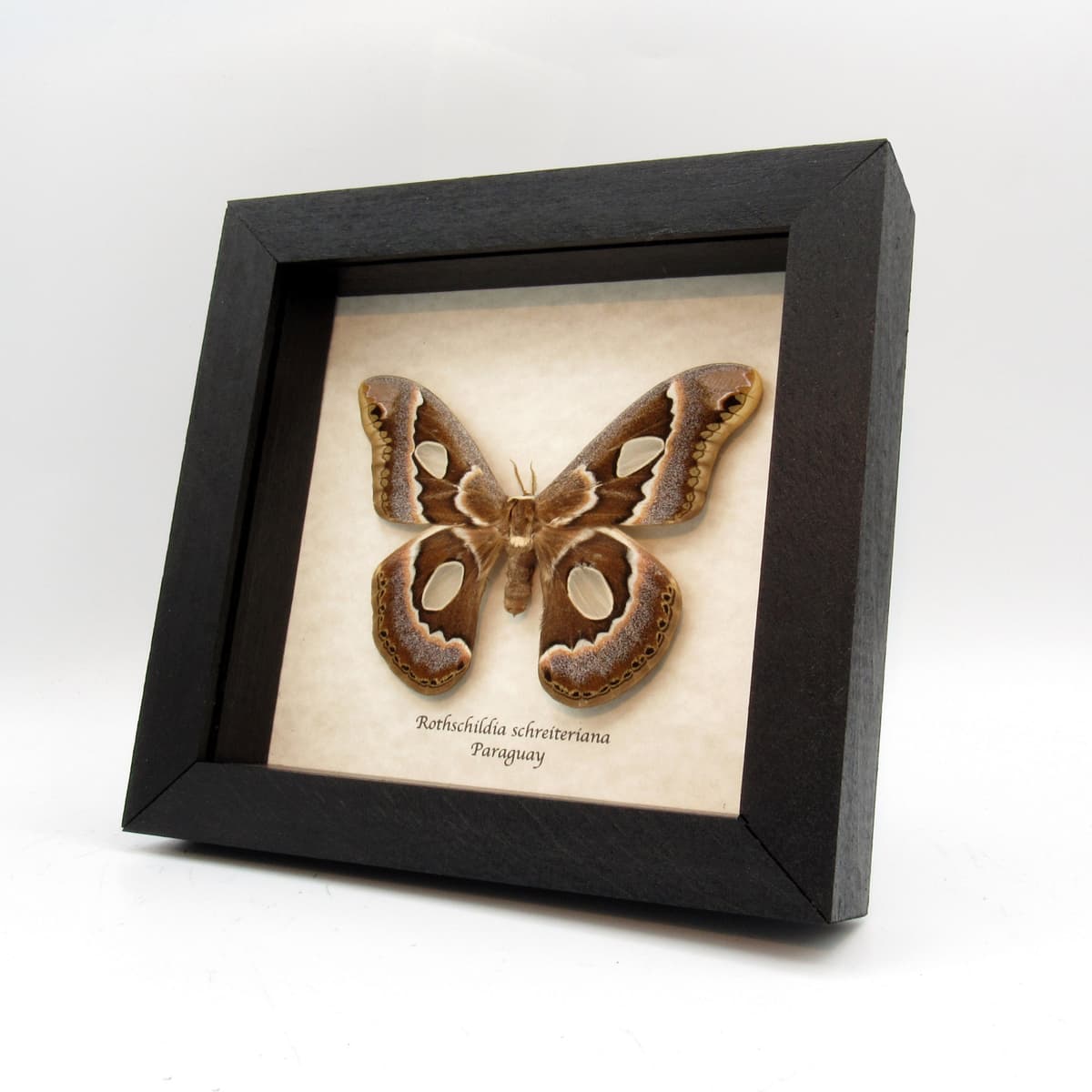 Rare Saturn moth framed taxidermy - Rothschildia schreiteriana