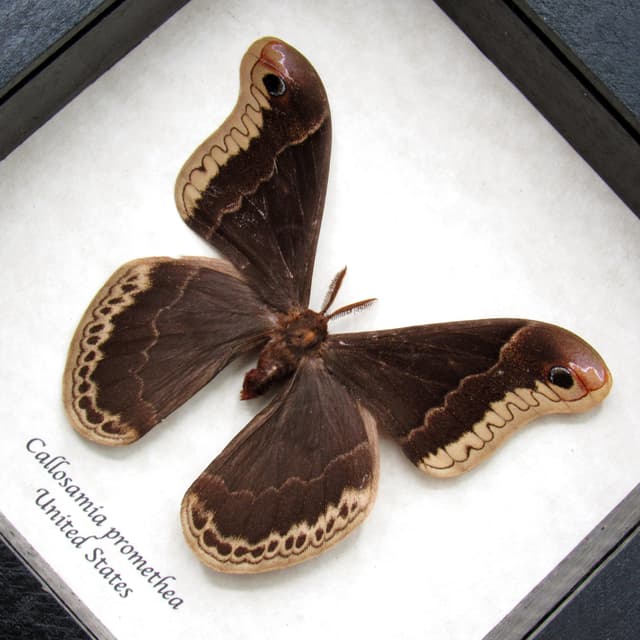 Real Promethea moth framed taxidermy - Callosamia promethea