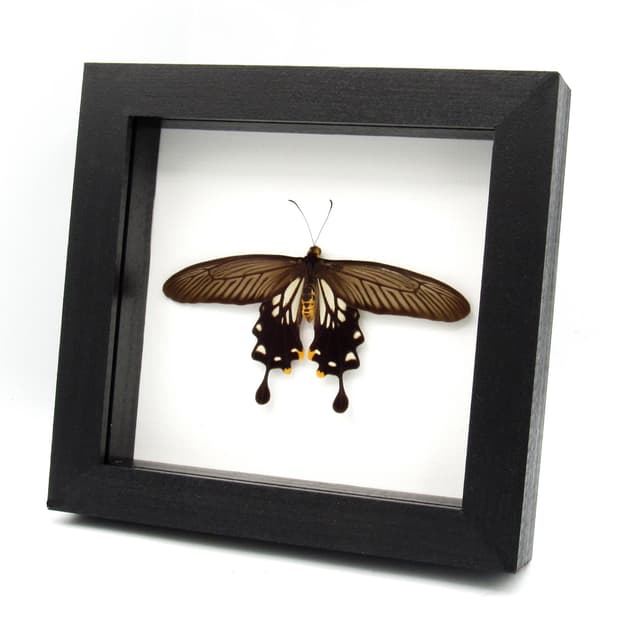 Real framed taxidermy butterfly - Losaria coon coon - Victorian mount
