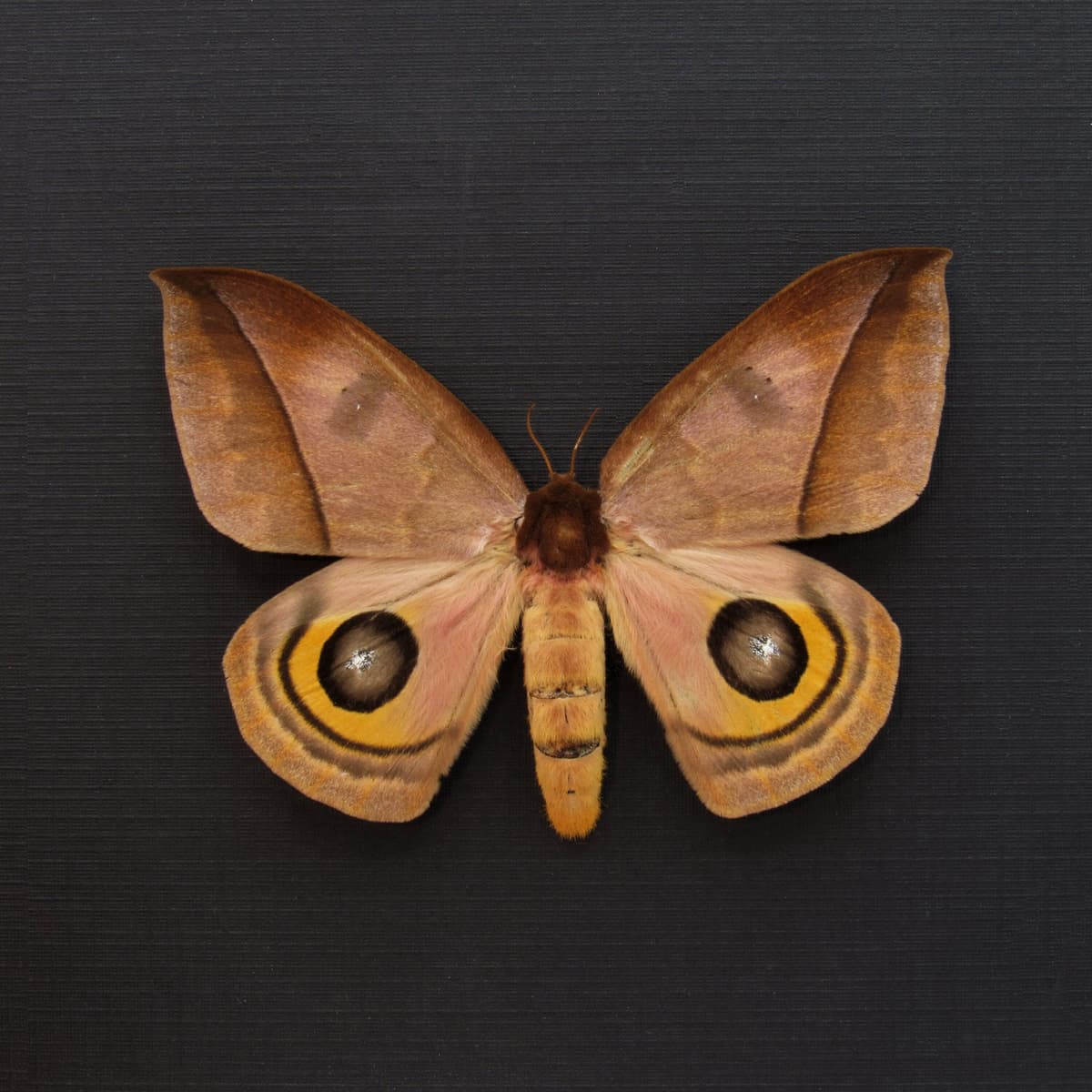 Real Saturn moth framed taxidermy - Automeris belti - large female
