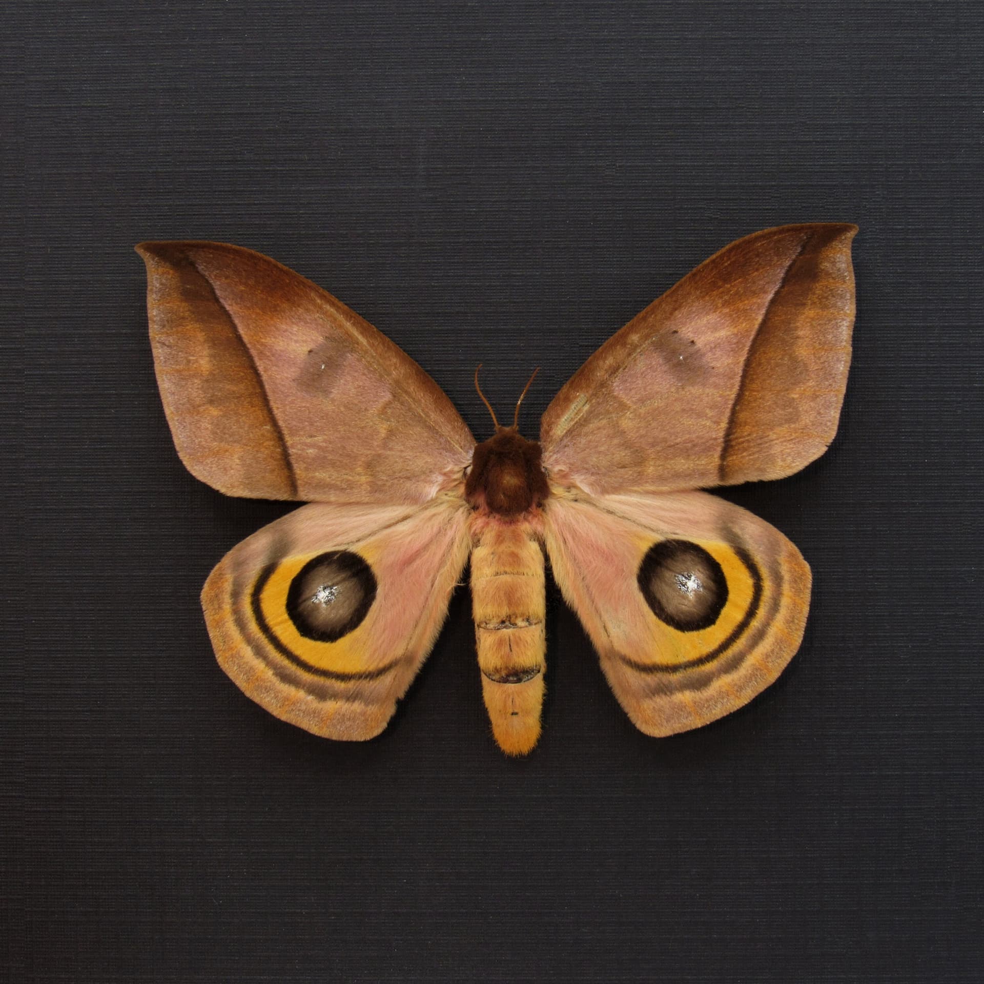 Real Saturn moth framed taxidermy - Automeris belti - large female
