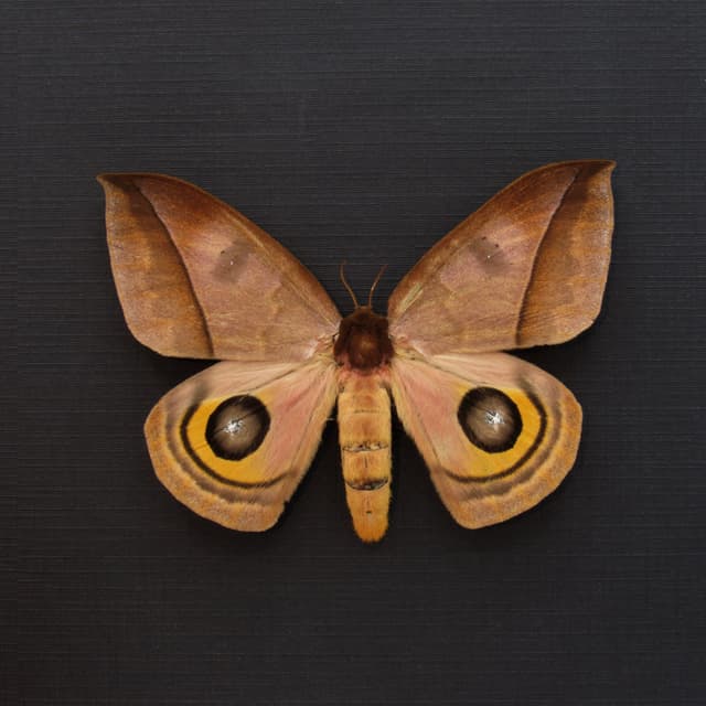 Real Saturn moth framed taxidermy - Automeris belti - large female