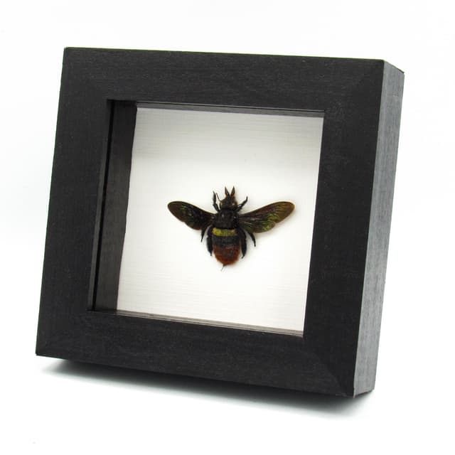 Rare Tricolored Carpenter Bee framed taxidermy - Xylocopa tricolor
