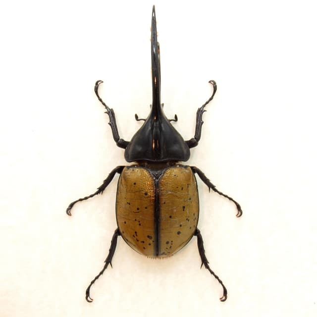 Real XL Hercules Rhinoceros beetle framed taxidermy - Dynastes hercules occidentalis