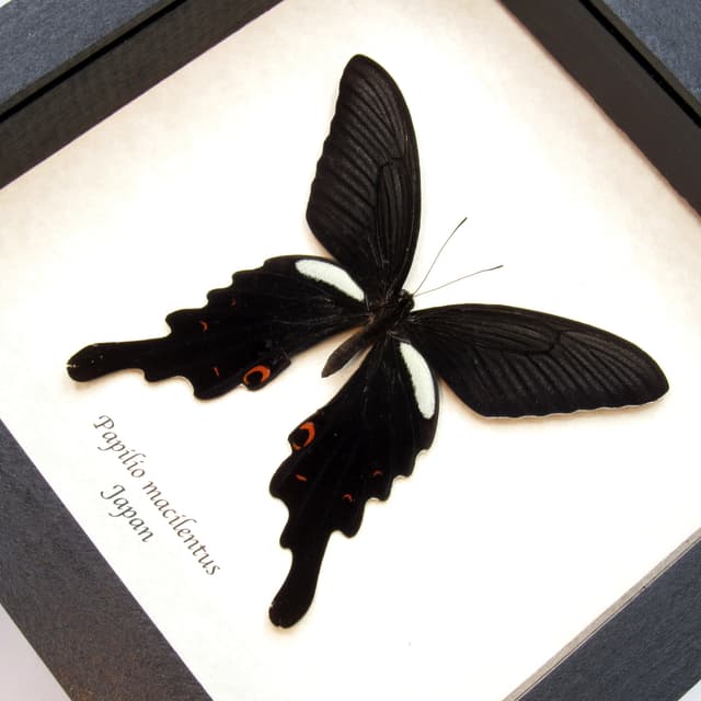 Real Long Tailed Spangle Swallowtail butterfly framed taxidermy - Papilio macilentus