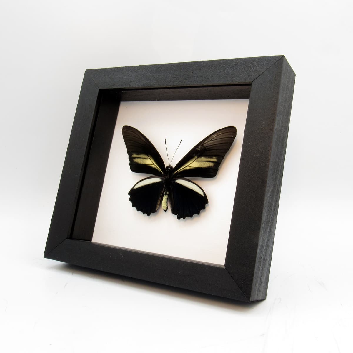 Real black butterfly framed taxidermy - Battus crassus