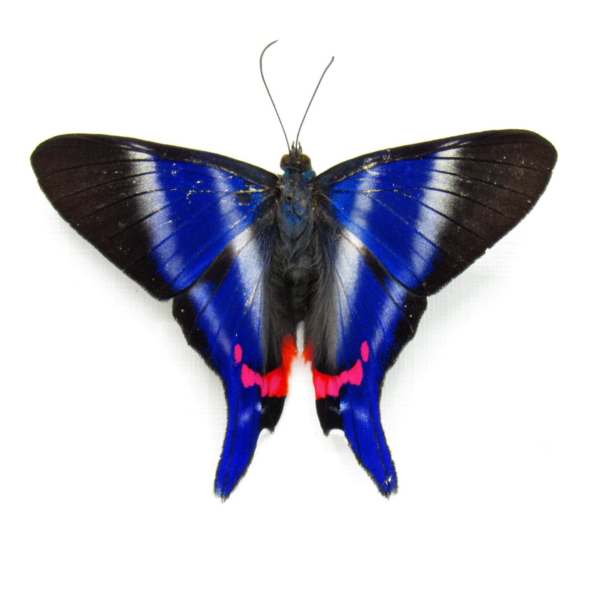 Real Metalmark butterfly framed taxidermy - Rhetus dysonii - Victorian mount