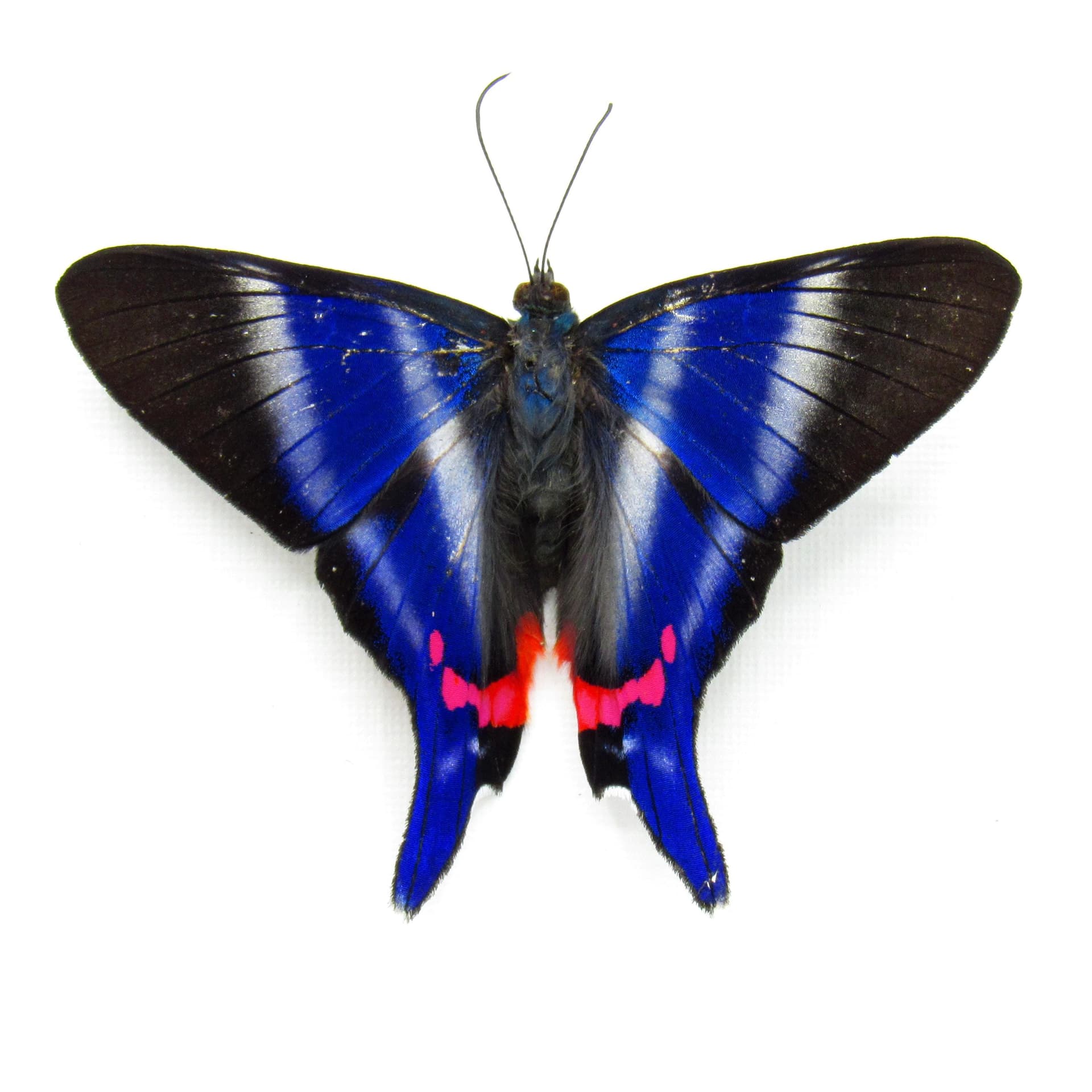 Real Metalmark butterfly framed taxidermy - Rhetus dysonii - Victorian mount