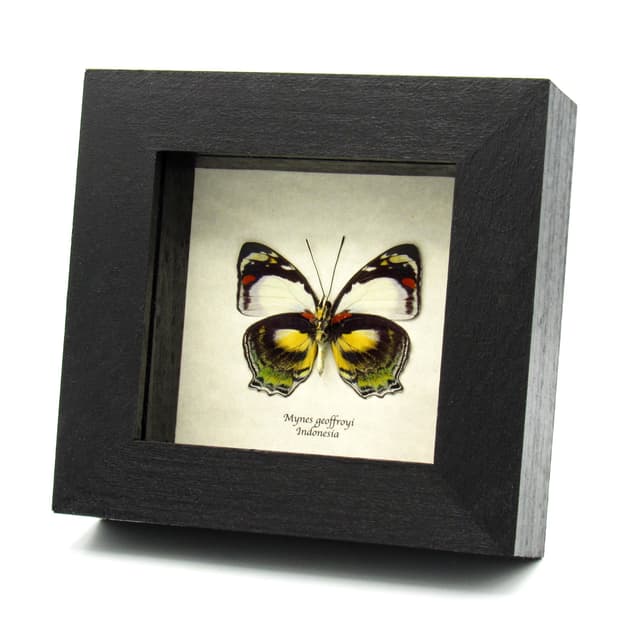 Rare butterfly framed taxidermy - Mynes geoffroyi