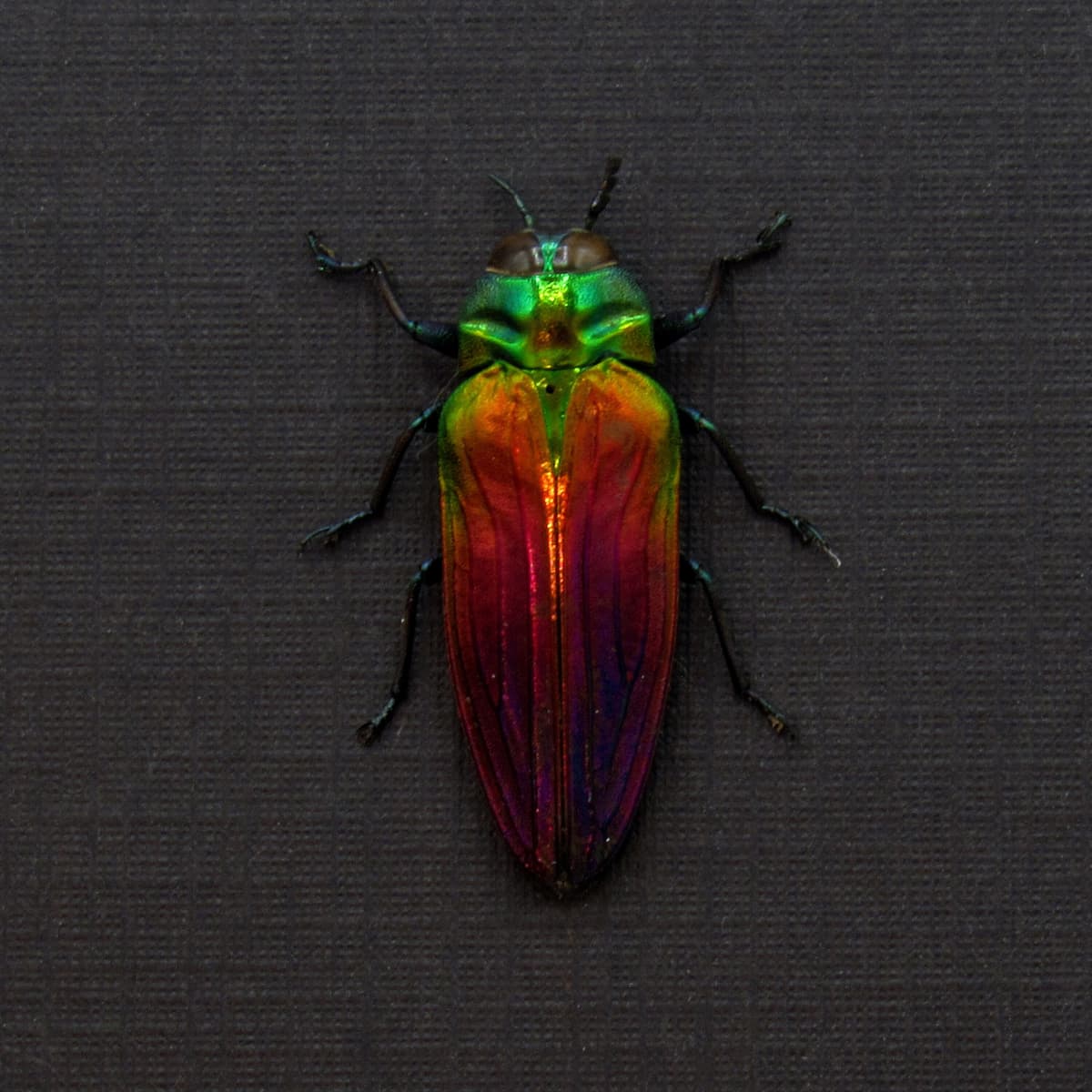 Real Rainbow Jewel beetle framed taxidermy - Belionota tricolor