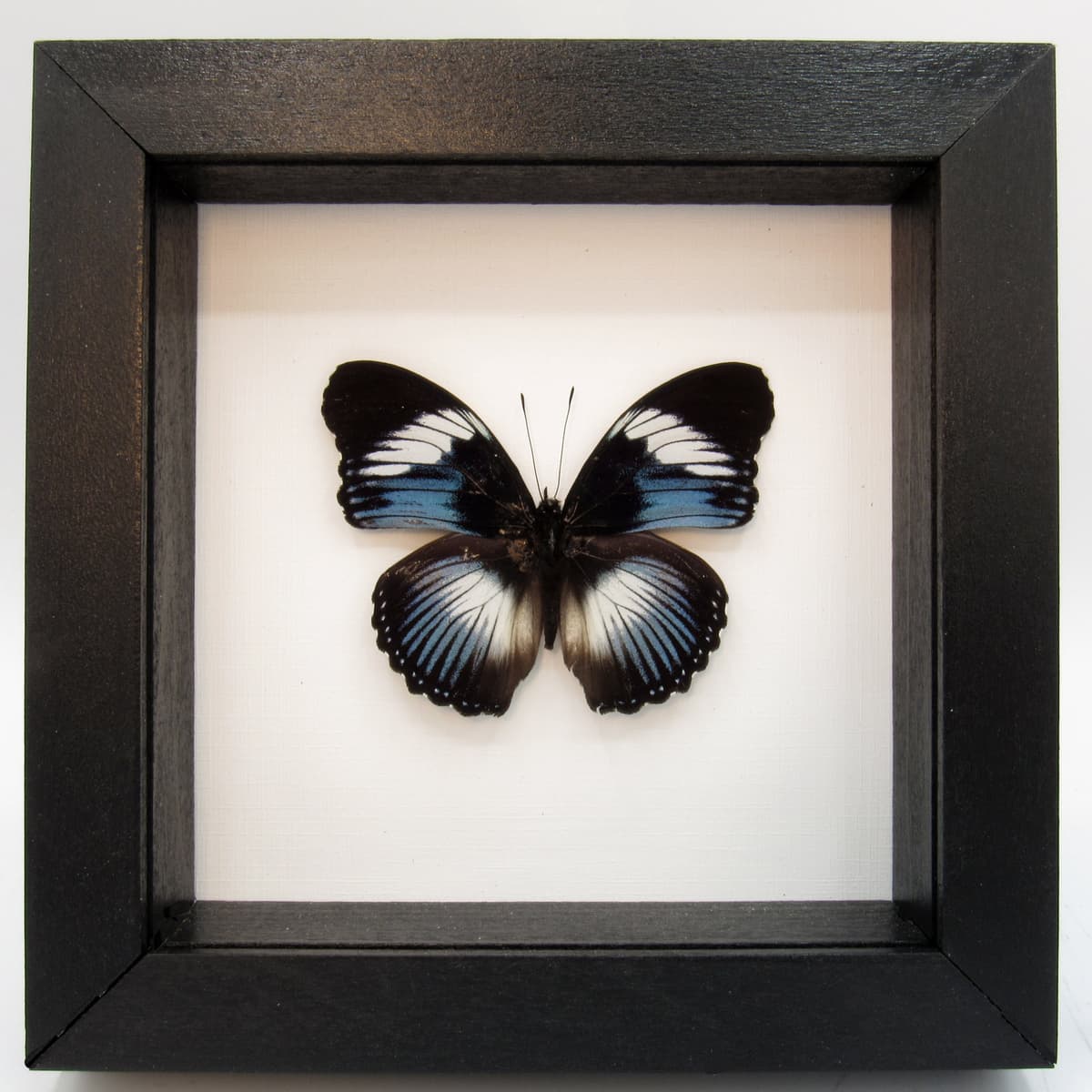 Real blue framed taxidermy butterfly - Hypolimnas monteironis
