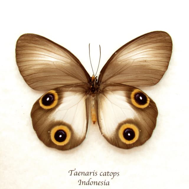 Real Silky Owl butterfly framed taxidermy - Taenaris catops