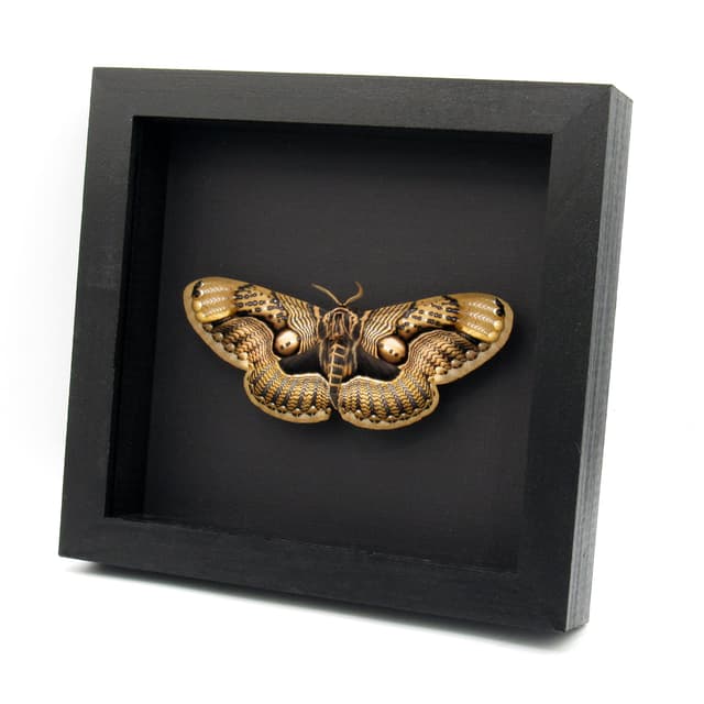 Large Brahmin moth framed taxidermy - Brahmaea wallichii - female - Victorian mount
