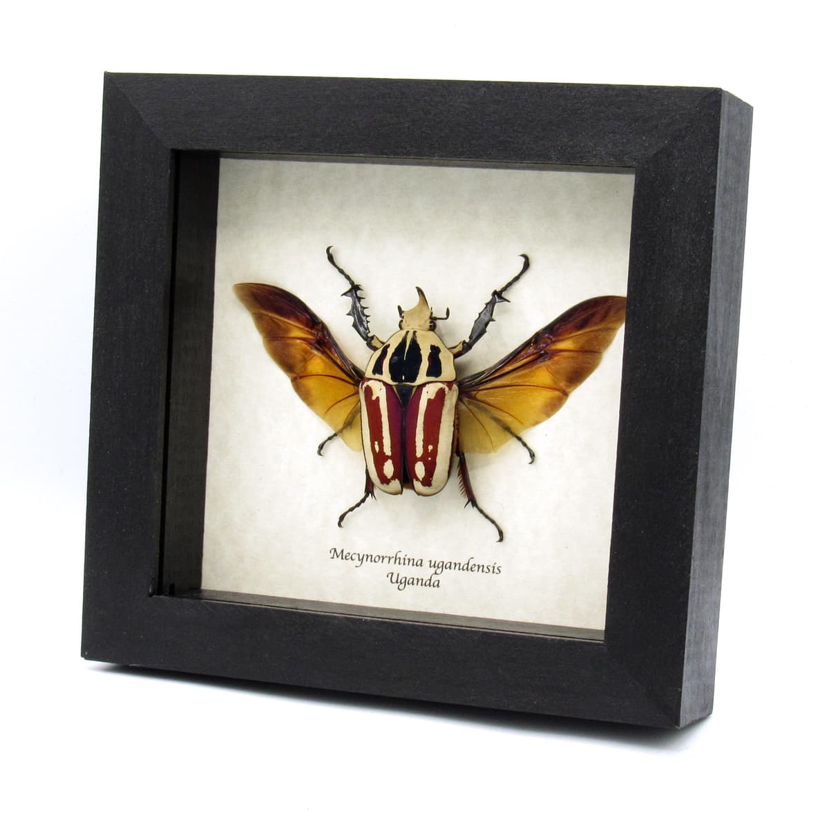 Large Scarab beetle framed taxidermy - Mecynorrhina ugandensis
