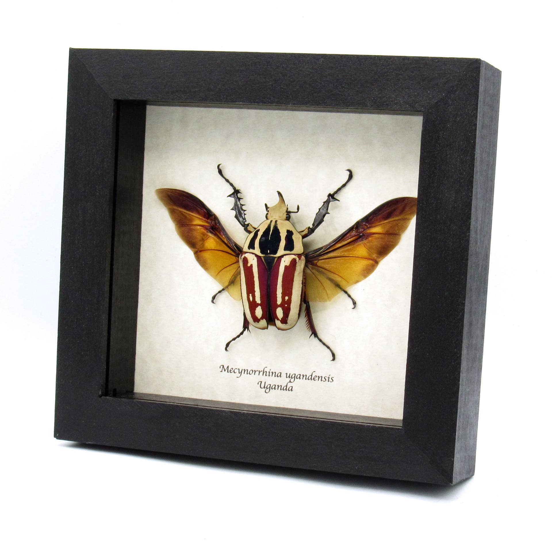 Large Scarab beetle framed taxidermy - Mecynorrhina ugandensis
