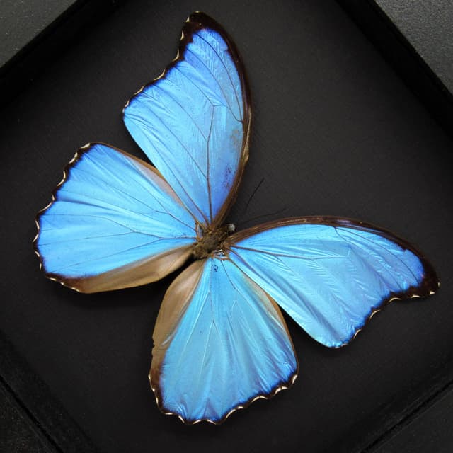 Real large metallic blue Morpho framed taxidermy butterfly - Morpho didius