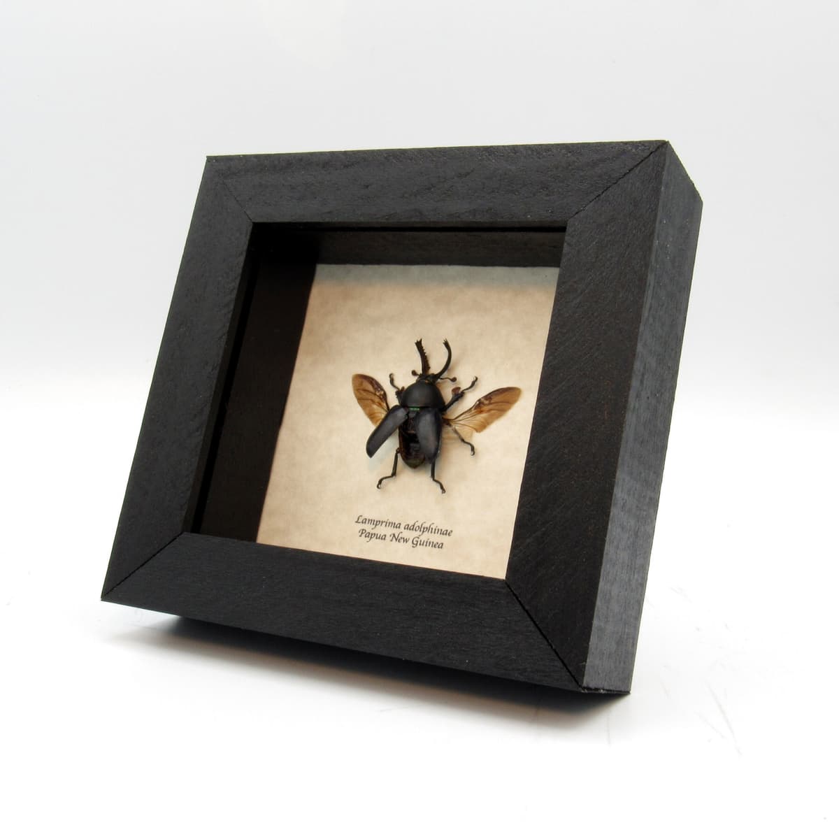Real Stag beetle framed taxidermy - Lamprima adolphinae - black form