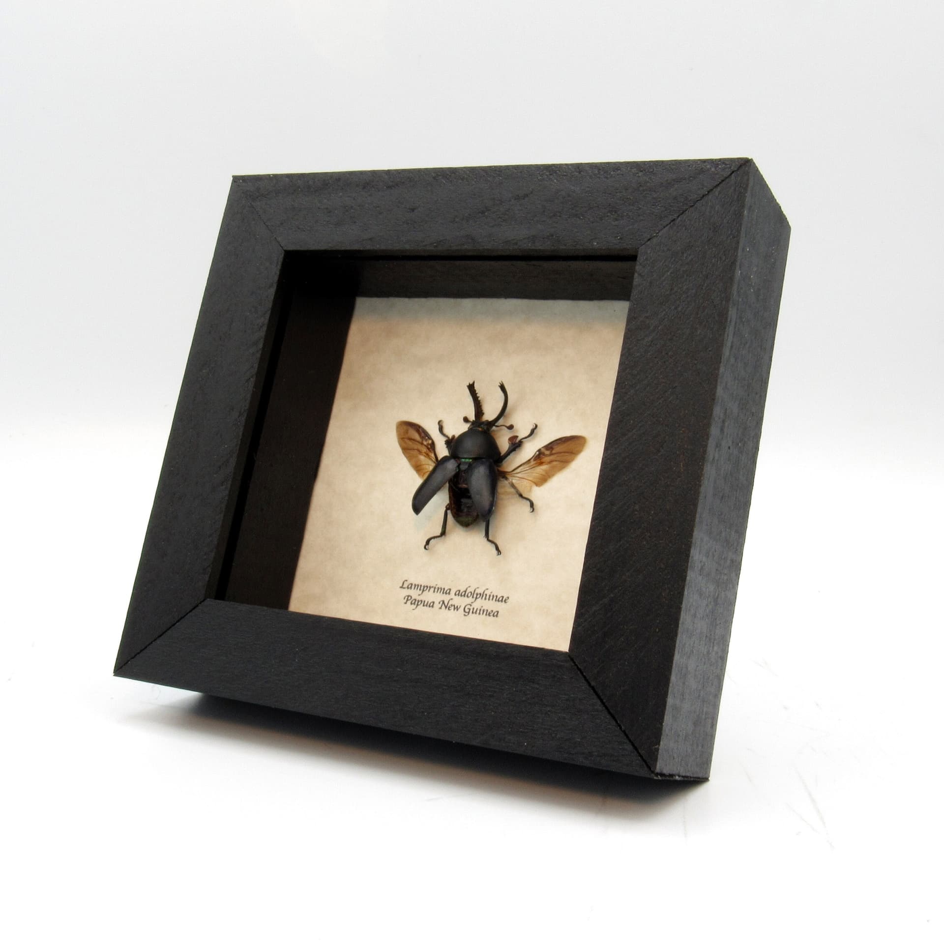 Real Stag beetle framed taxidermy - Lamprima adolphinae - black form