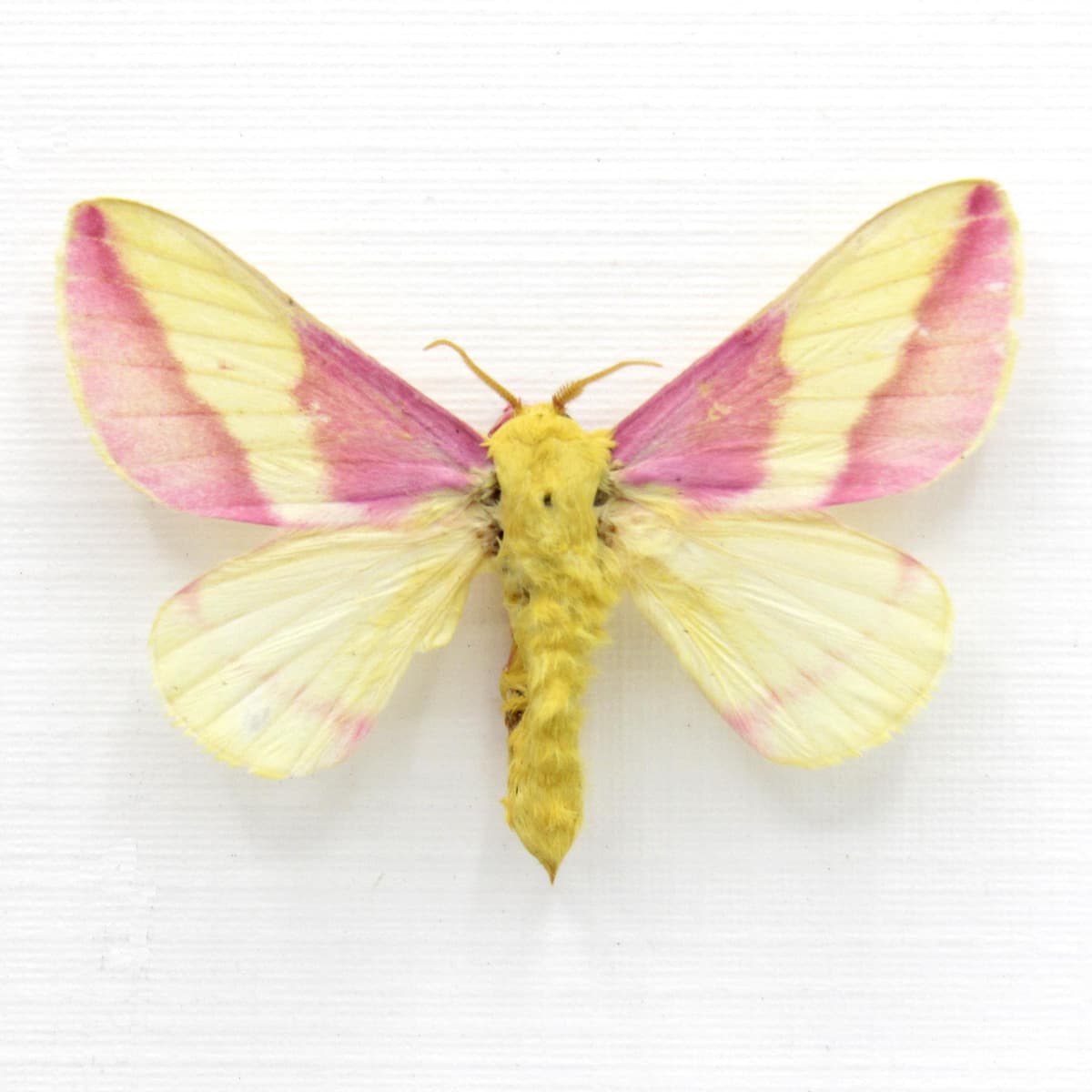Real pink Rosy Maple moth framed taxidermy - Dryocampa rubicunda